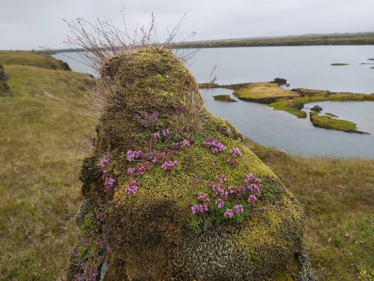 Fljótsbotninn við Botna